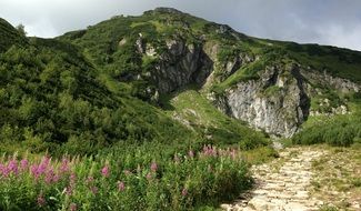 vegetation in the Tatras in summer