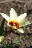Early Tulips
