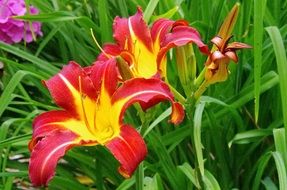 Hemerocallis Yellow Flower