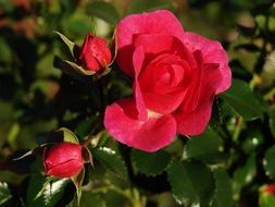 bush with pink roses close-up