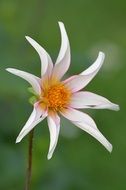 white dahlia with pointed petals