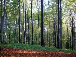 deciduous forest in sunny glares in autumn