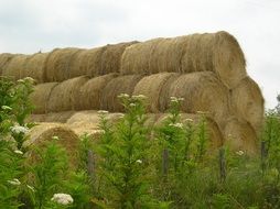 Landscape with the straw in Camargue