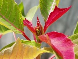 Colorful Poinsettia plants