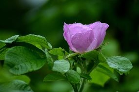 Purple Rose in dew drops