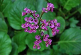 Beautiful small purple flowers among the green leaves