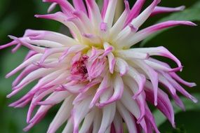 flower dahlia with thin petals close-up on blurred background