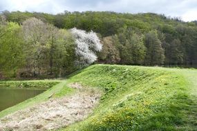 green hill on the background of the forest