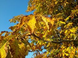 Autumn Leaves on tree sunny closeup