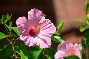 pink Hibiscus Flower in Garden macro