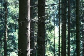 landscape with coniferous trees in the forest