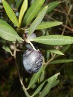 black olive on a branch