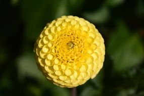 yellow spherical dahlia close-up