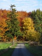 landscape of road through a colorful autumn forest