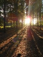 fascinating Forest Sunset