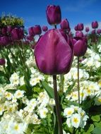 dark purple tulips among white flowers