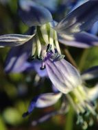 long stamens of a purple flower
