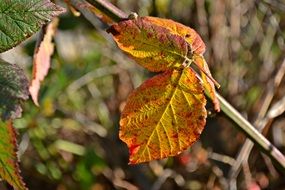 Autumn Nature Leaves