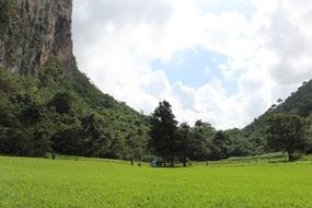 Landscape of green nature in Cuba