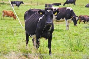 New Zealand cow farm