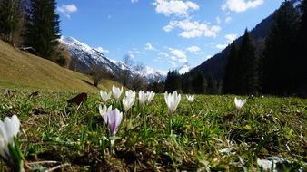 white flowers on alpine meadow on a sunny day