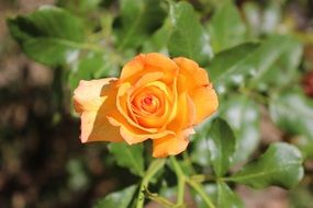 extraordinary Orange Rosebush