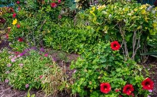 variety of tropical flowers in the garden