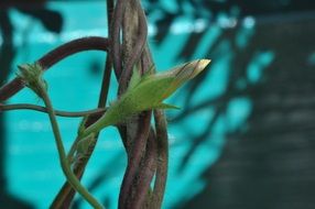 buds of a climbing plant close up