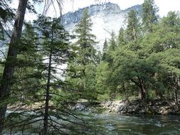 forest in the Yosemite national park on a sunny day