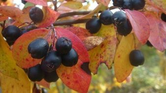 black berries of dogwood among autumn foliage