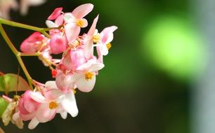 Close-up of beautiful white and pink spring Flowers