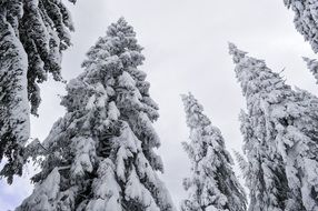 tree snowy tops view