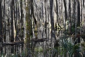trees and plants in the marshland
