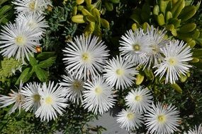 many white asters with pointed petals