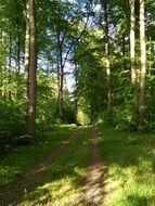 Forest summer Path Natural