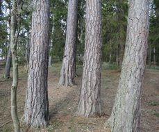 many pines in the forest