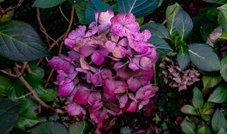 filigree flower petals