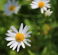 white Chamomile Flowers Daisy Summer season
