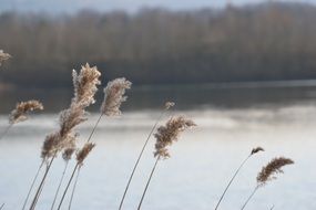 reed on the lake close up