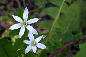 white star-shaped flowers