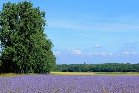 Beautiful landscape of the purple flower meadow among the colorful fields and green trees