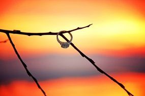 Ring on branch, colorful Sunset scene