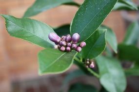 Lemon Leaves budding close-up on blurred background