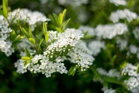 green bush with white inflorescences in the sun
