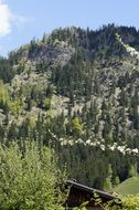 panorama of green forest on the mountains on a sunny day, allgau