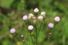 plant with pink flowering closeup