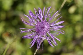 purple cornflower in the meadow