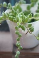 green Plant in white pot at home