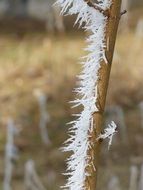 Snow Ice Branch