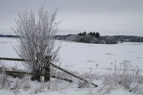 Winter Snowy field
